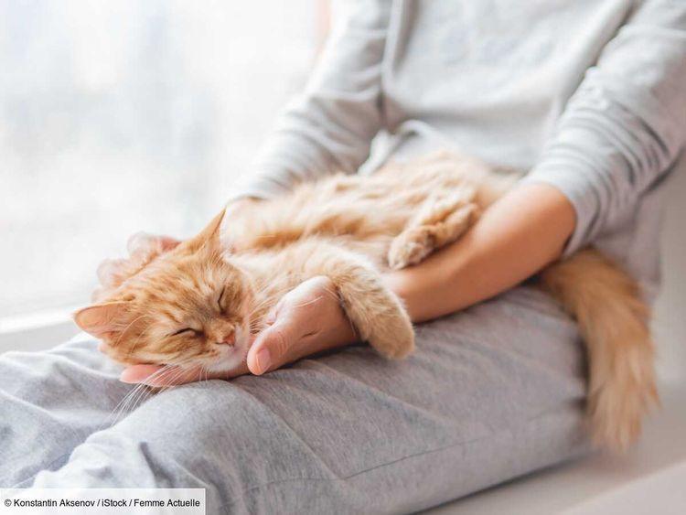 Comment faire un massage cardiaque à un chat ? Les conseils d'une vétérinaire pour le réanimer