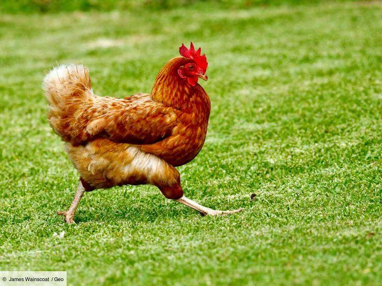 Des scientifiques proposent d’utiliser de la graisse de poulet pour stocker l’énergie de manière moins polluante