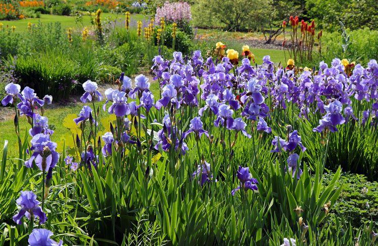 Les iris des jardins, des merveilles à cultiver