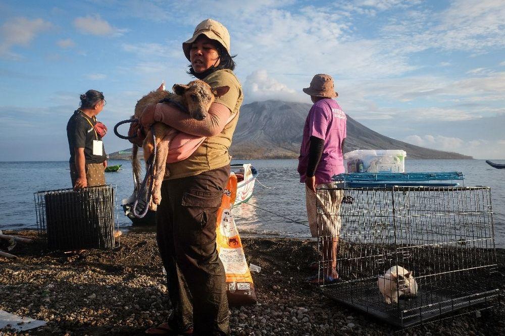 Près d'un volcan indonésien, des bénévoles sauvent les animaux malgré l'état d'alerte maximum