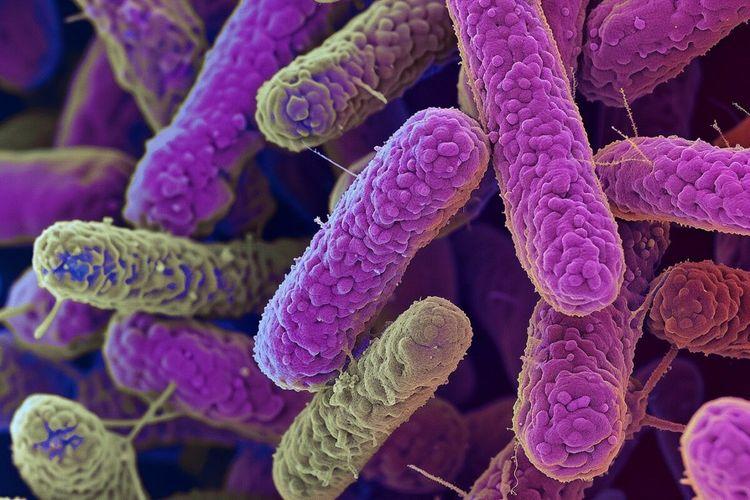 OMS : Zoom sur les bactéries antibiorésistantes, une menace pour l’humanité