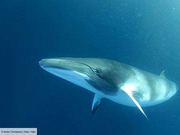Le Japon compte se lancer dans la chasse commerciale du rorqual commun, une espèce de baleine vulnérable