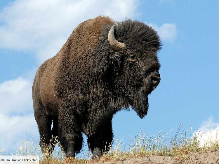 170 bisons pourraient aider à stocker l’équivalent en CO2 de plus de 120 000 voitures