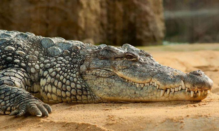 Connaissez-vous Lolong, le plus grand crocodile jamais connu ?