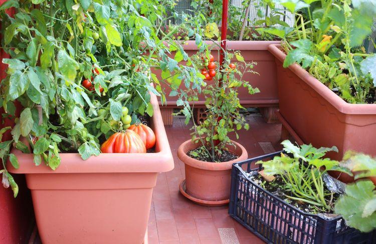 Voici comment cultiver des tomates sans jardin
