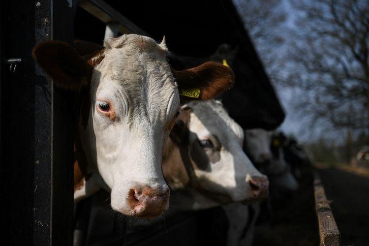 Le Royaume-Uni interdit l'exportation d'animaux d'élevage vivants