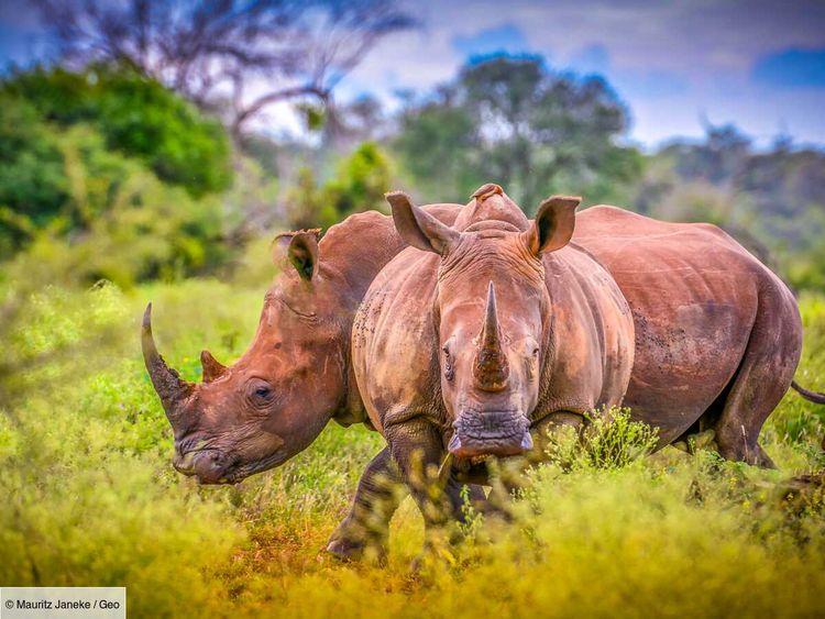 Afrique du Sud : 40 rhinocéros d'élevage réintroduits dans la nature