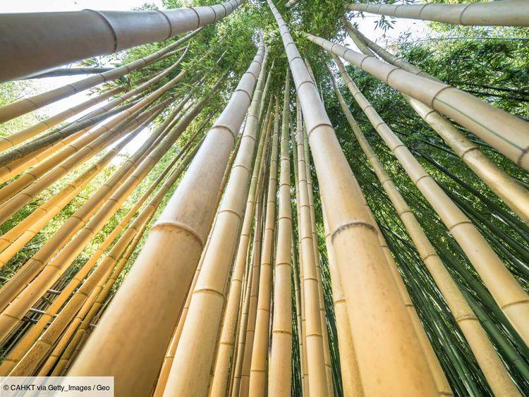 Vrai ou faux ? 5 idées reçues sur le bambou, une plante "révolutionnaire" aux mille usages