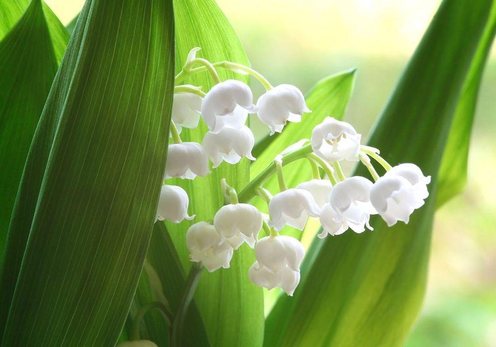 Muguet : cultiver un brin de bonheur pour célébrer le printemps