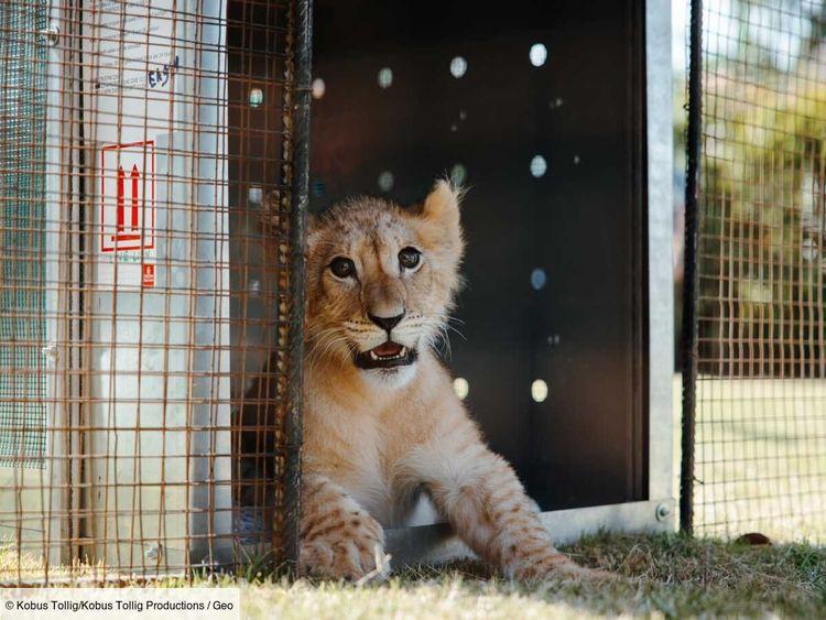 Exploité pour des selfies au Liban, un lionceau retrouve la liberté dans une réserve d'Afrique du Sud