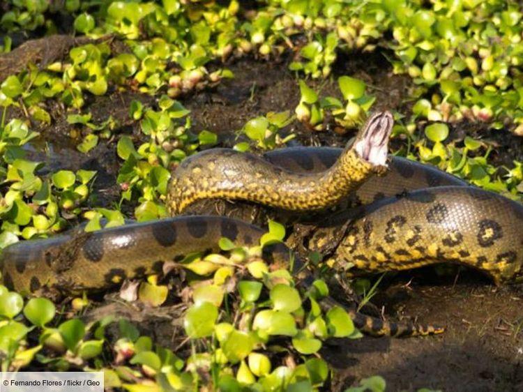 L'anaconda géant appartenant à une nouvelle espèce abattu par balle dans la forêt amazonienne