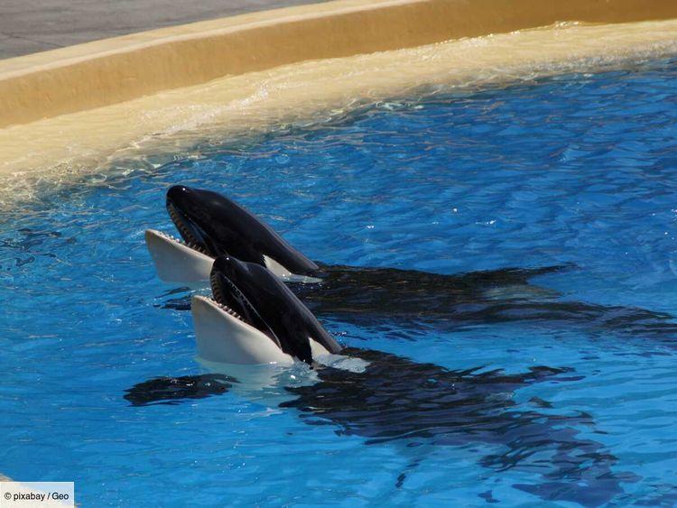 Mort d'une nouvelle orque au Marineland d'Antibes : Quelle est la situation des animaux ? Réponse avec l'association One Voice