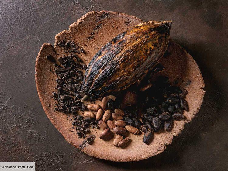 En Côte d'Ivoire, le cacao en grand danger face aux records de température
