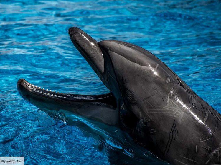 Dans un zoo suédois, un dauphin meurt étouffé par des algues en plastique placées dans son bassin
