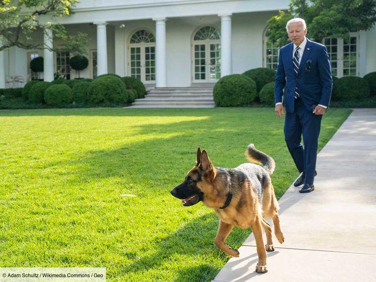 Il faut piquer Commander, le chien de Joe Biden, exige la gouverneure républicaine Kristi Noem