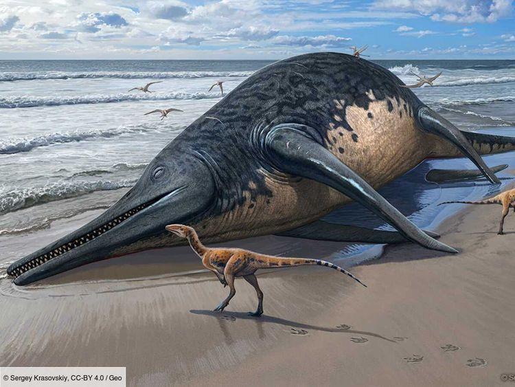 Découverte du plus grand reptile marin connu à ce jour, un ichtyosaure aussi long qu'une demi-piscine olympique
