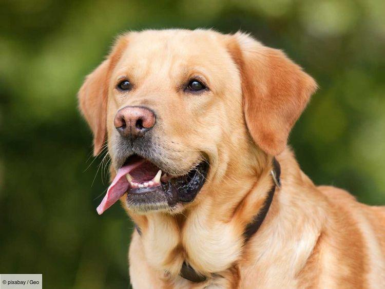 Dans l'Aveyron, l'État autorise les éleveurs à abattre les chiens se trouvant à plus de 100 mètres de leur maître