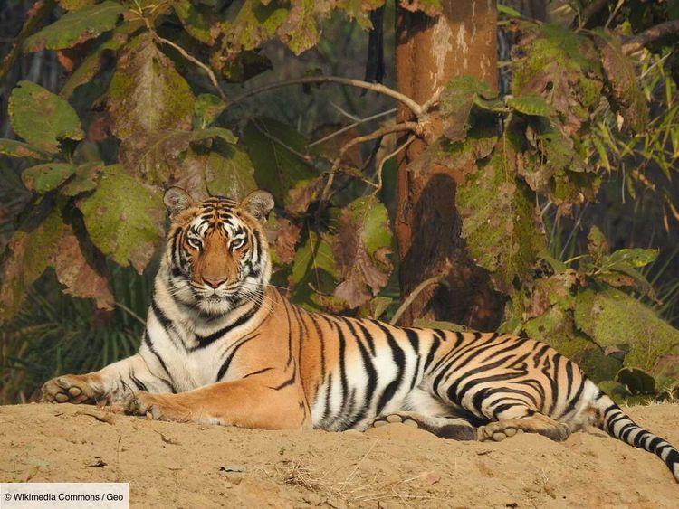 Une vidéo extrêmement rare montre une tigresse et ses petits se régalant d'un crocodile fraîchement tué