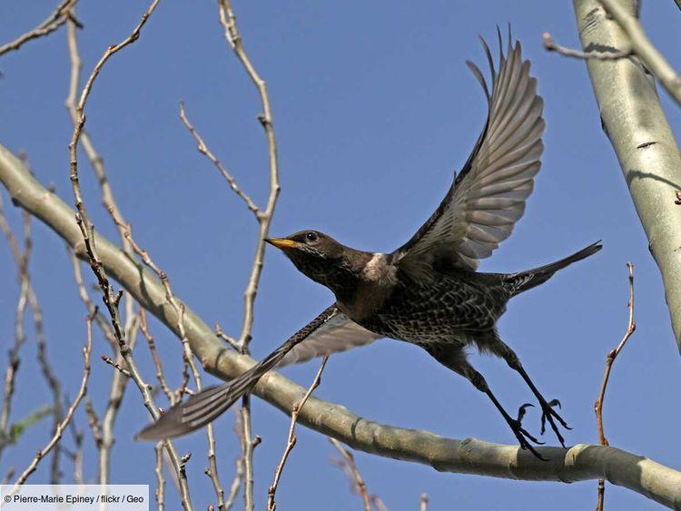 Comment le compas magnétique des oiseaux migrateurs fonctionne-t-il ? La réponse se trouve dans leur rétine