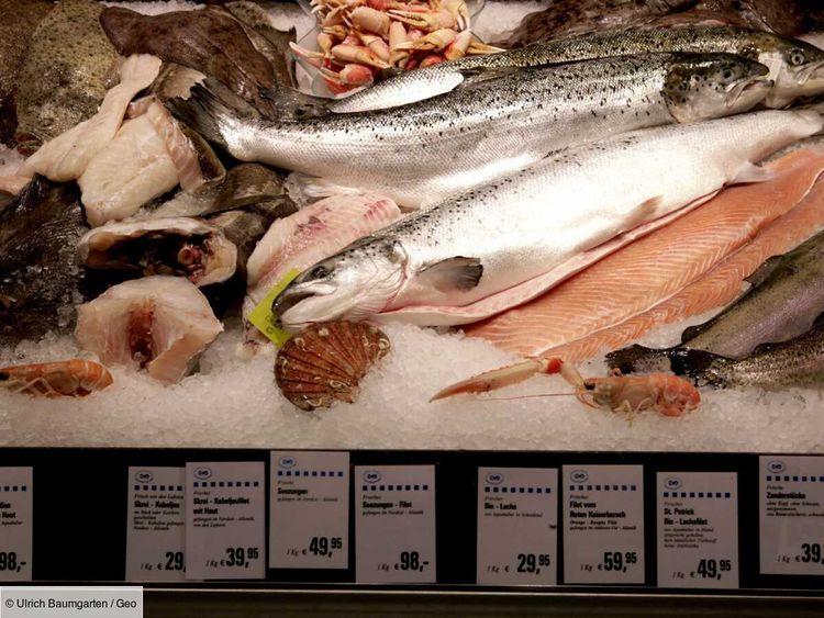Norvège : en proie à une mortalité record, le saumon d'élevage est-il vraiment sain ?