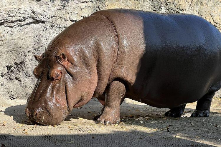 Japon: un hippopotame pris par erreur pour un mâle pendant des années