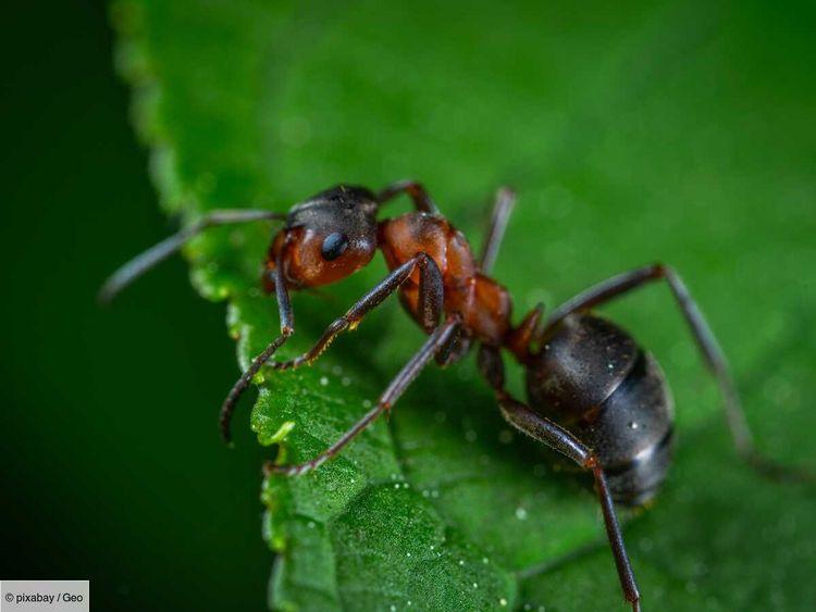 Comment les fourmis pourraient protéger les randonneurs des tiques