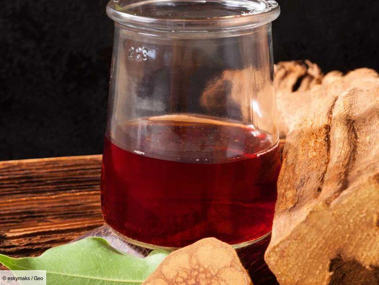 L'ayahuasca, un remède populaire chez les chamans, une substance toxique pour le Mexique