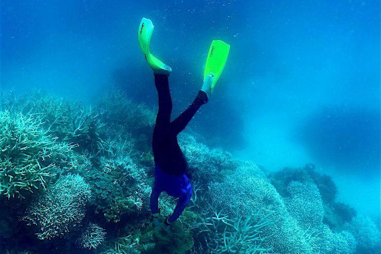 Le monde subit un nouvel épisode massif de blanchissement des coraux