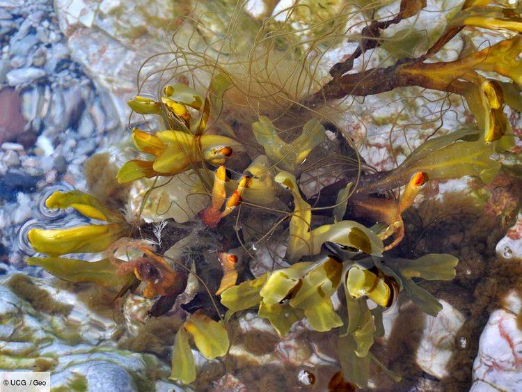 Norvège : les algues, de fabuleux mets gastronomiques