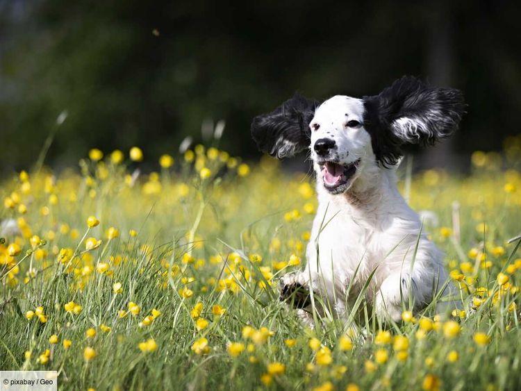 Une étude révèle les races de chiens les plus à risque face au cancer