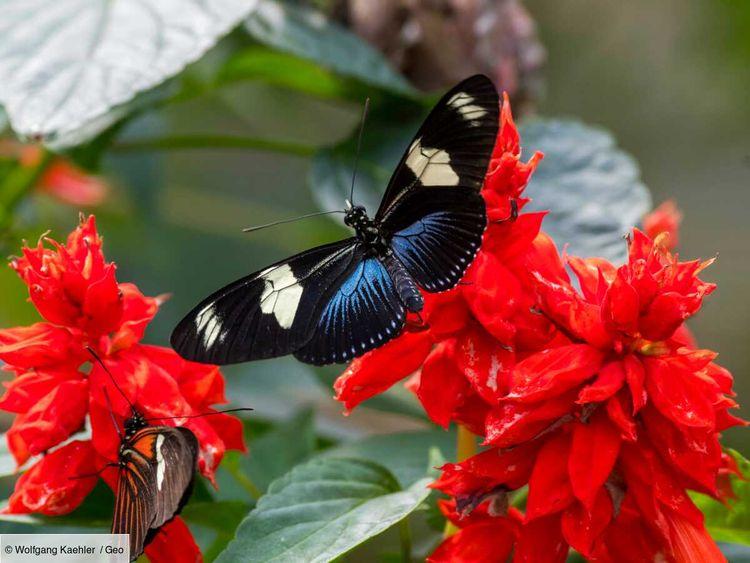 En Équateur, des papillons "thermomètres" du changement climatique
