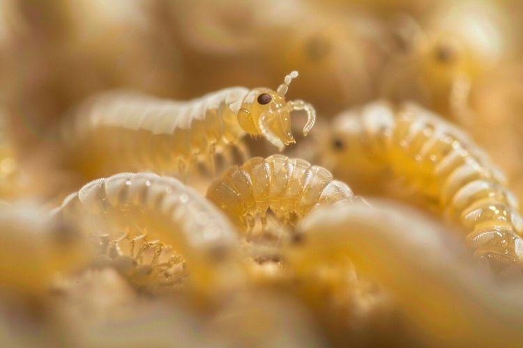 États-Unis : 150 larves d’insectes dans le nez menaçaient son cerveau