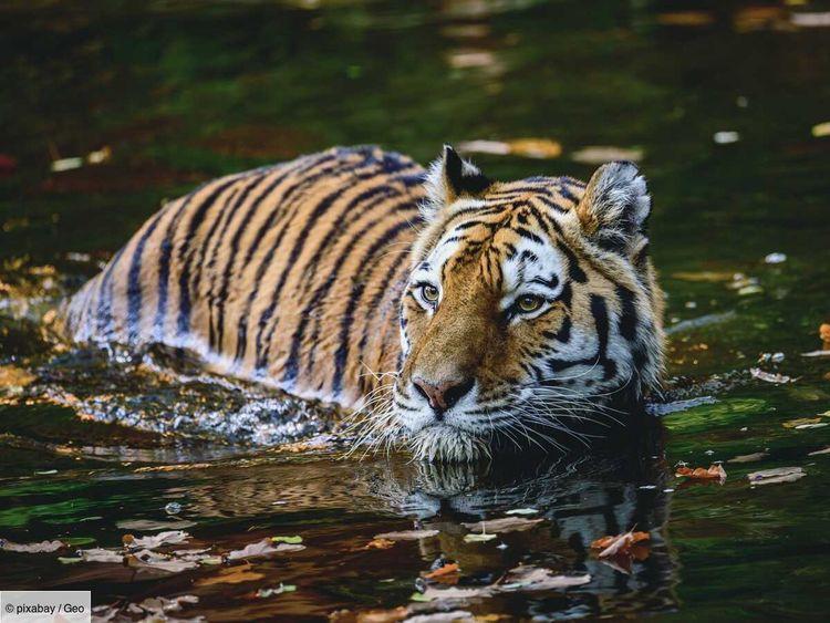Tigres, éléphants… Comment la NASA aide à protéger les animaux sauvages