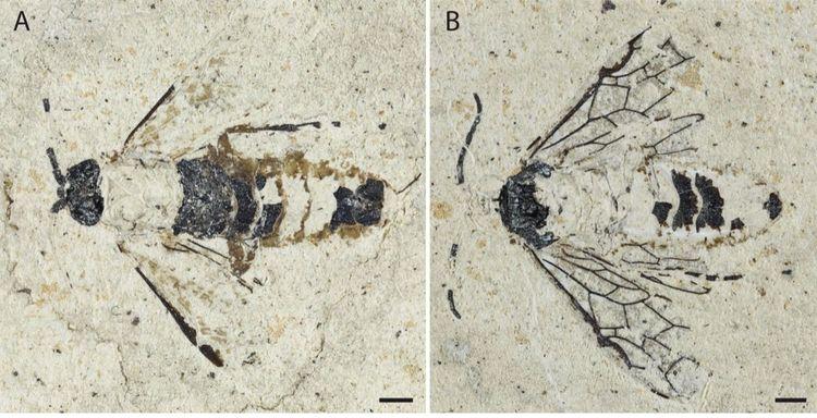 Découvrez la jolie histoire de ce fossile de guêpe unique au monde mis au jour dans le Cantal