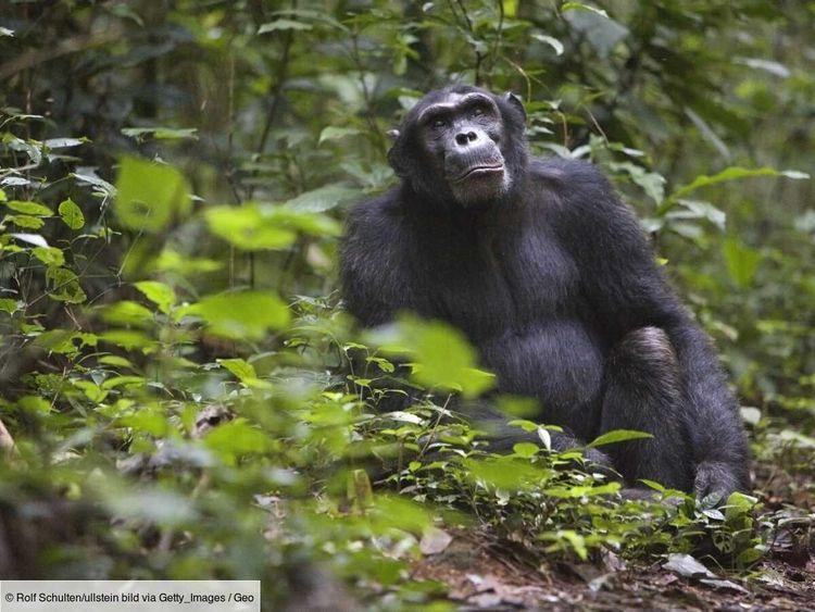 La déforestation pour le tabac pousse les chimpanzés à manger des excréments de chauve-souris remplis de virus