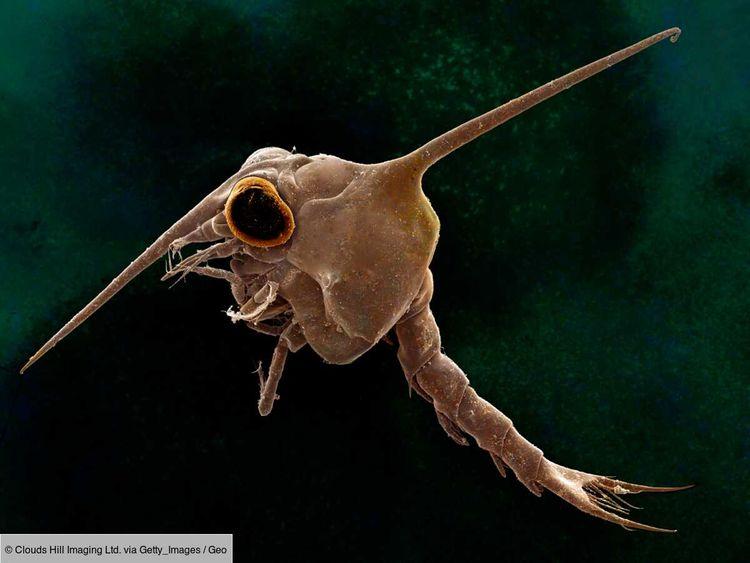 Le plancton, un "système d'alerte précoce" pour l'extinction de la vie océanique, suggère une étude