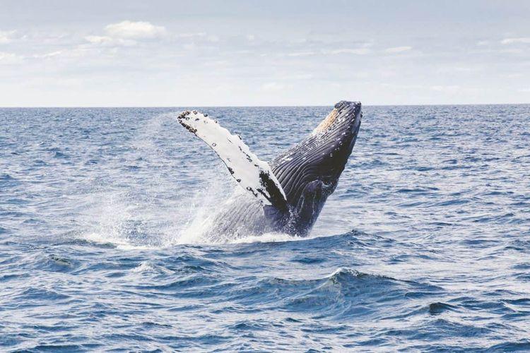 Des chercheurs ont réussi à “parler” avec une baleine à bosse