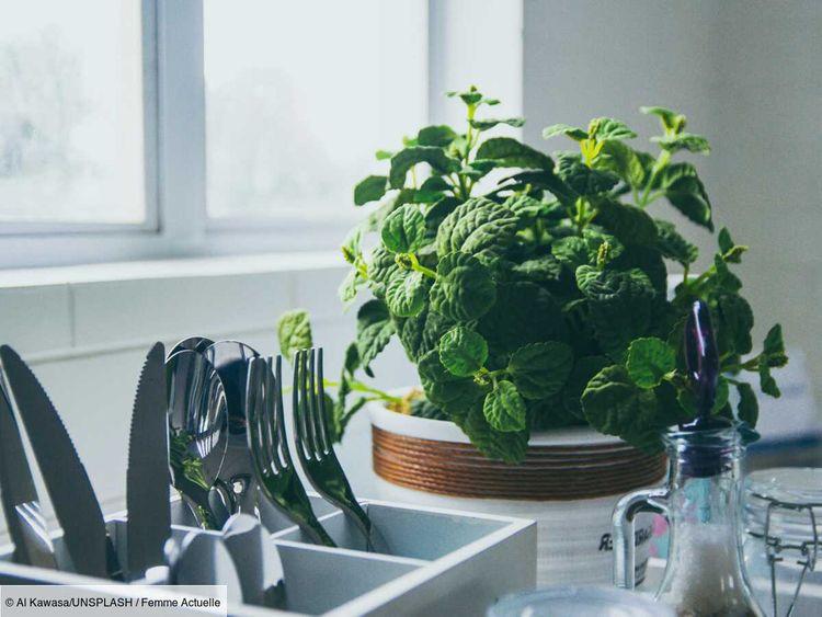 Comment faire pousser de la menthe en pot, dans son jardin ou sur son balcon ?