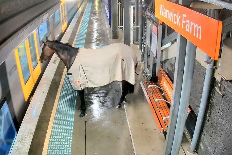 Un cheval de course surprend les usagers d'une gare australienne