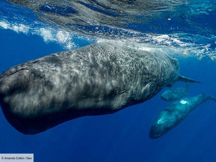 "Parlez-vous baleine ?" : Des chercheurs réussissent à créer un "alphabet phonétique des cachalots"