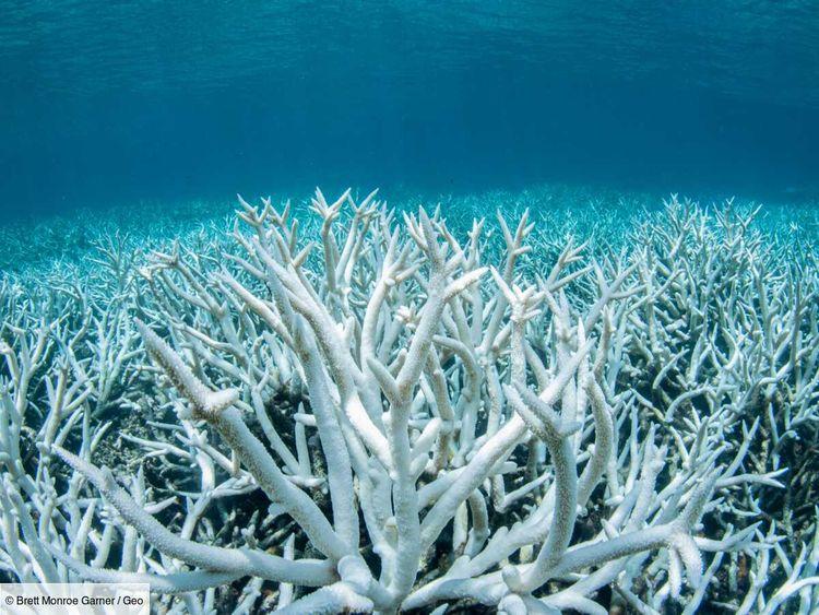 Les coraux subissent à nouveau un blanchissement massif à l'échelle mondiale