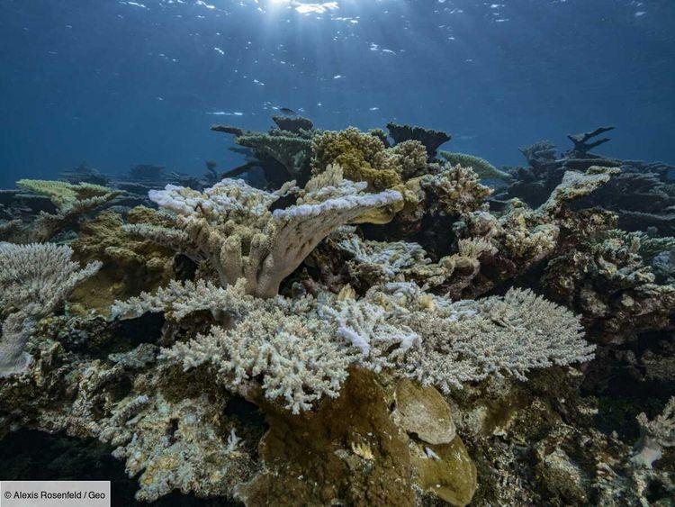Selon les dernières données, l'épisode mondial de blanchissement des coraux continue de s'accentuer