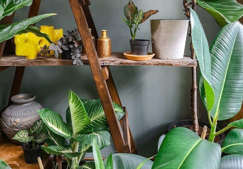 5 plantes parfaites pour rafraîchir votre intérieur