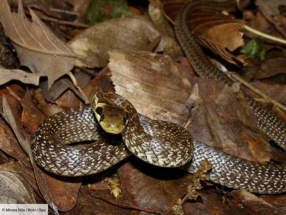 La couleuvre d’Esculape, ce reptile venu d'ailleurs qui infiltre silencieusement l’Angleterre