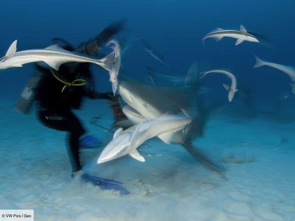 La Réunion : comment l'île vit sa plus longue période sans attaque de requin ?