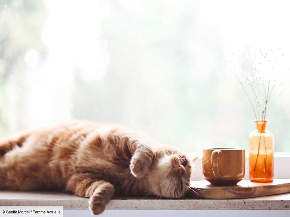 Votre chat préfère manger lorsque vous êtes à ses côtés ? Il y a une très bonne raison à cela