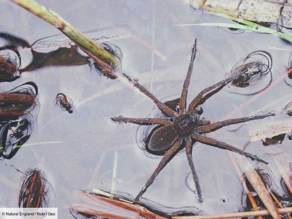 Sauvée de l'extinction, une espèce d'araignée géante prospère au Royaume-Uni