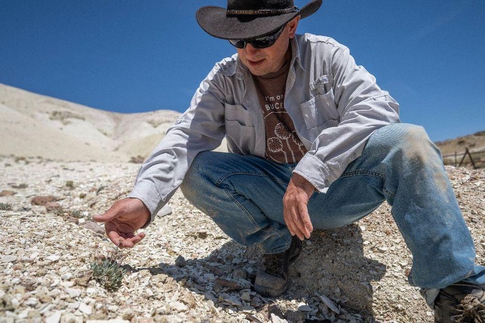 Au Nevada, une fleur unique au monde menacée par une mine de lithium
