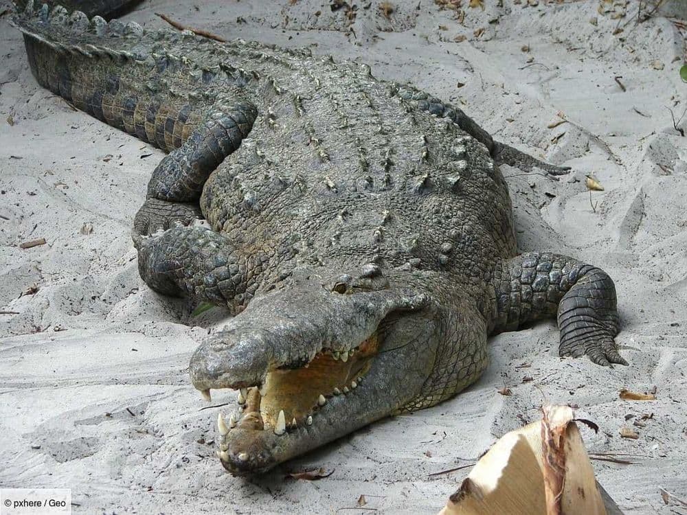 Chez ces Australiens, les crocodiles sont de véritables animaux de compagnie