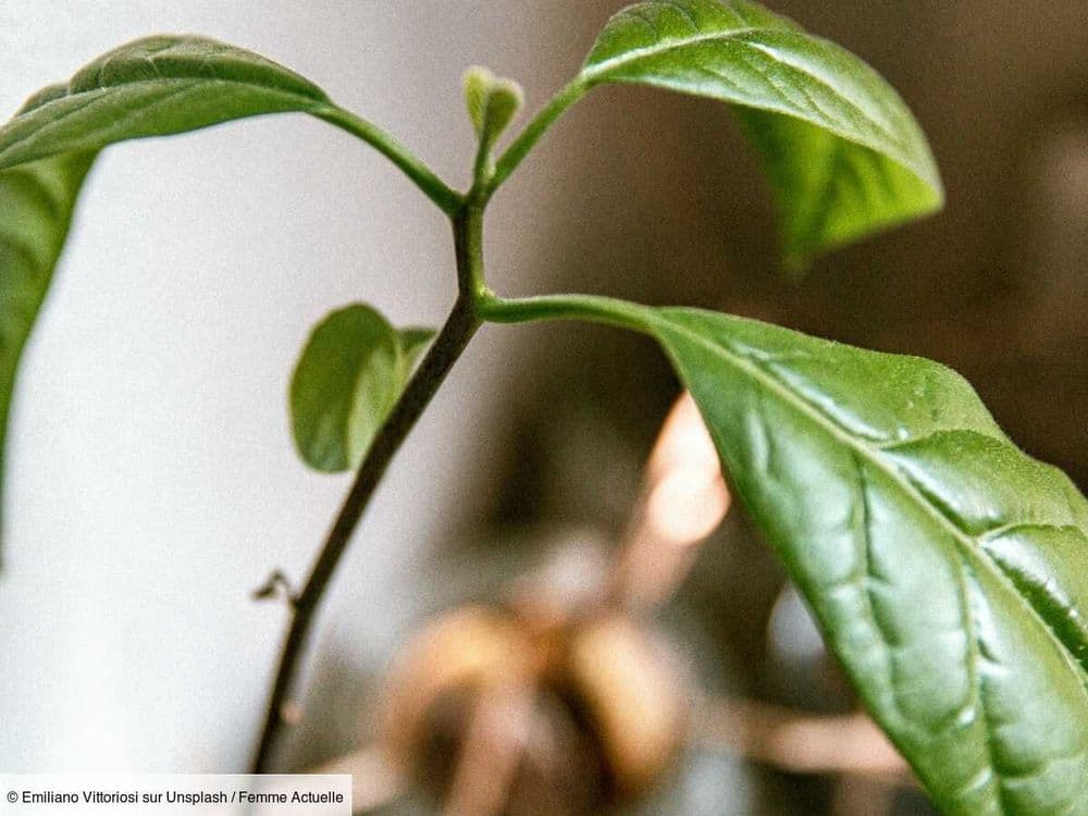 Votre plante fait une longue tige sans feuille ? Voici comment l’étoffer